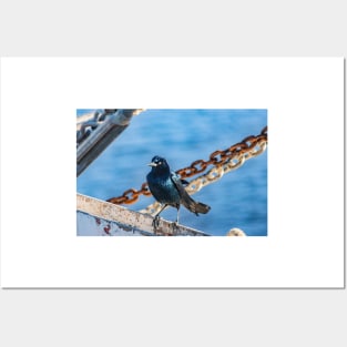 Fishing Bird on a fishing boat Posters and Art